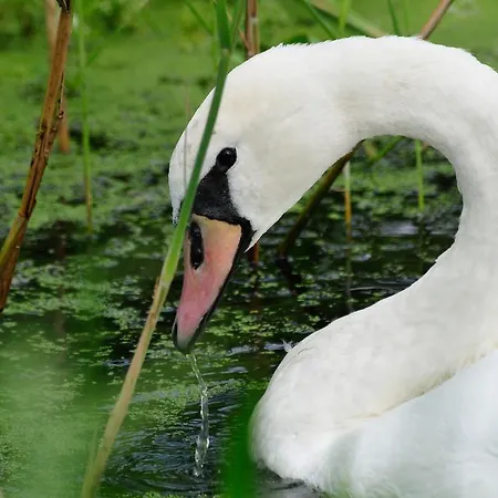 Mezzanine Διαμέρισμα Hévíz