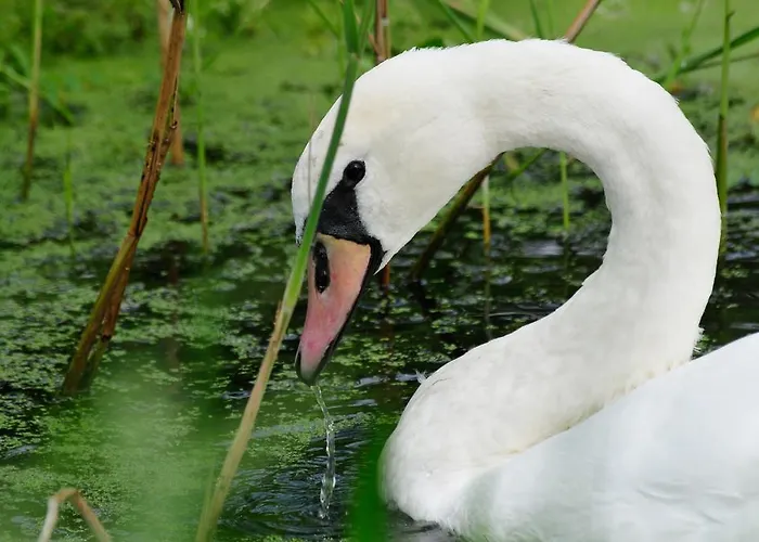 Mezzanine Lejlighed Hévíz